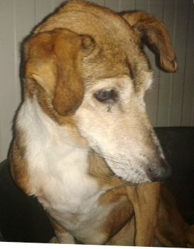 Berta