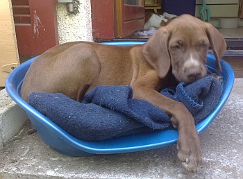 Billy