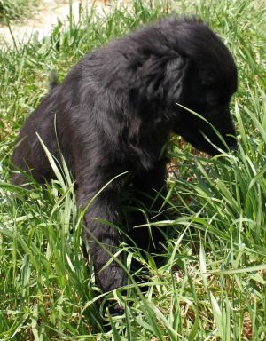 Cesare