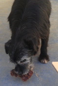 Dentino