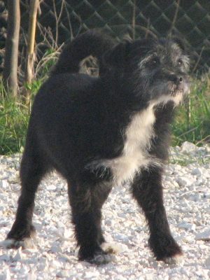 Dentino