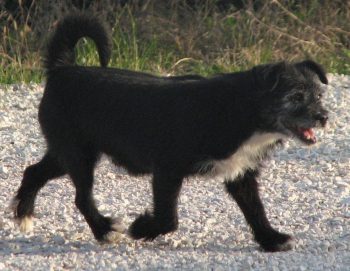 Dentino