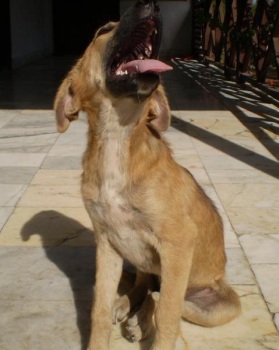 Ginger