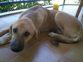 Ginger
