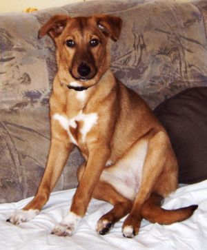 Heidi