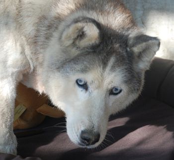 Inka
