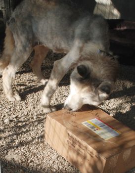 Inka