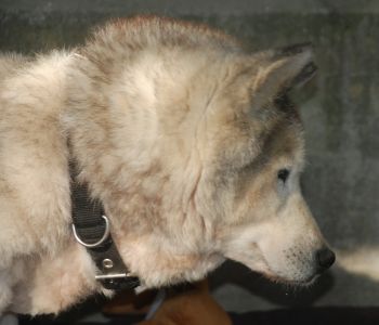 Inka