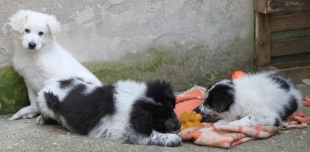 Ivo