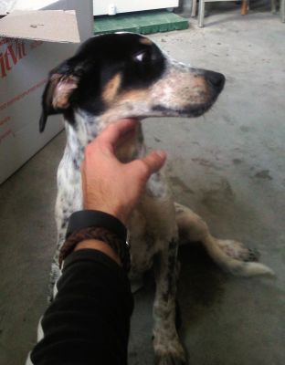Livio