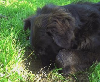 Lola
