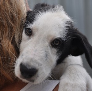 Maddox