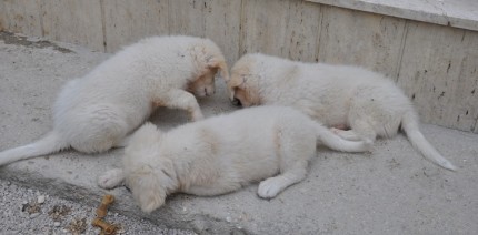 Maremminis