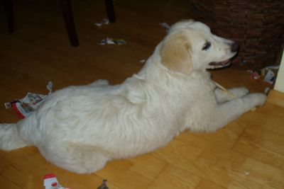 Maremminis
