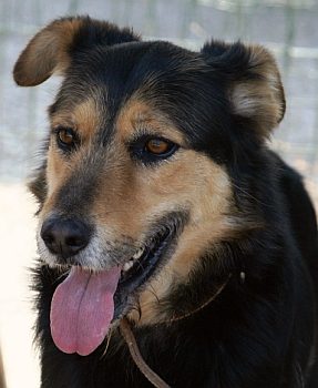 Matteo