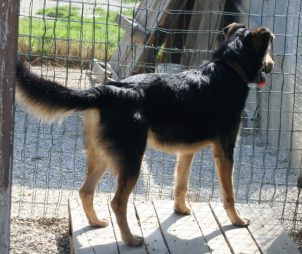 Matteo