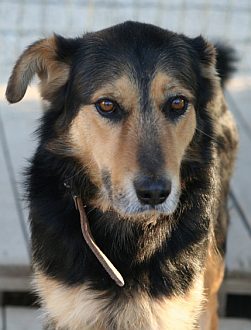 Matteo
