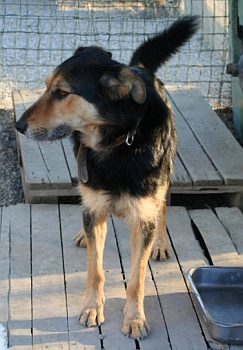 Matteo