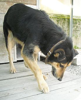 Matteo