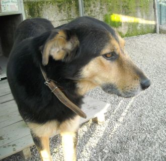 Matteo