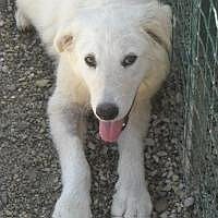 Mausi