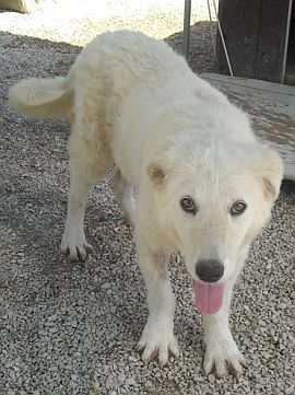 Mausi