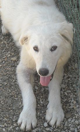 Mausi