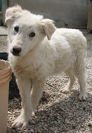 Mausi