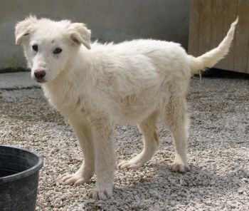 Mausi