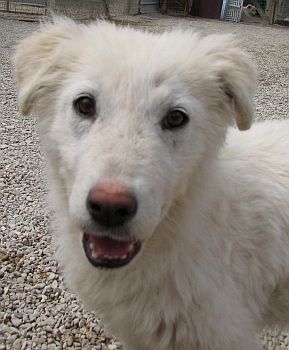 Mausi