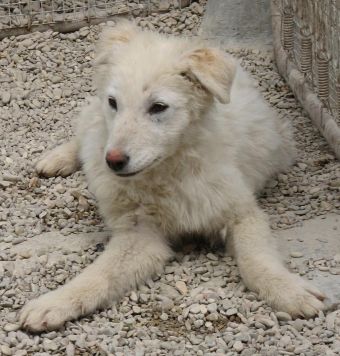 Mausi