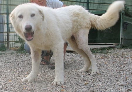 Mausi
