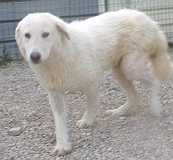 Mausi