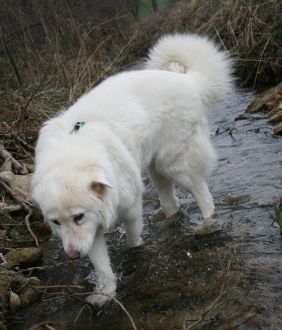 Mausi
