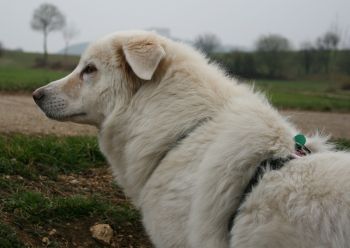 Mausi