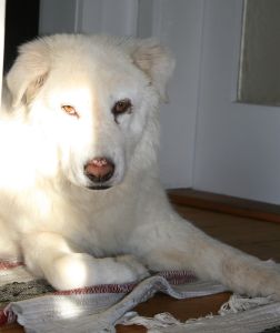 Mausi