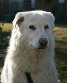 Mausi