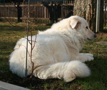 Mausi