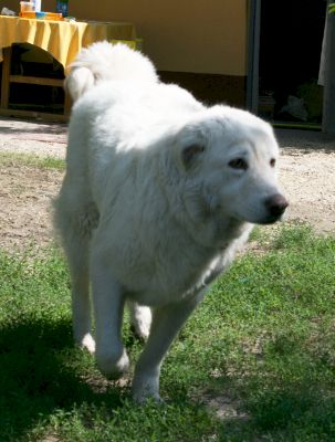 Mausi