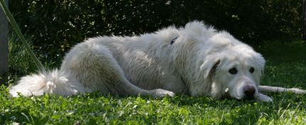 Mausi