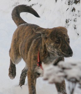 Max