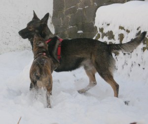 Max