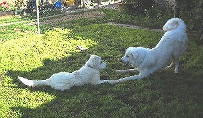 Newton und Garbo