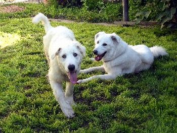 Newton und Garbo