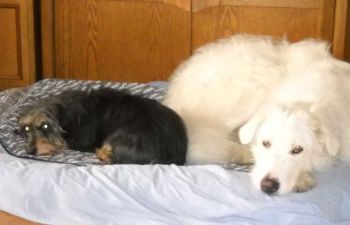 Newton und Garbo