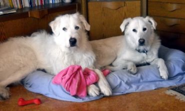 Newton und Garbo