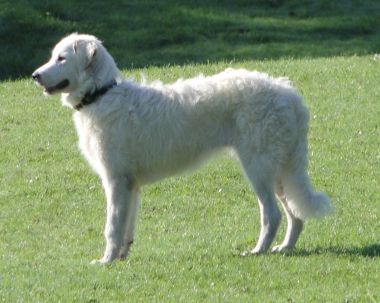 Nubia