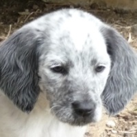 Orelie