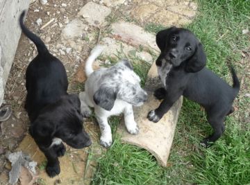 Orelie