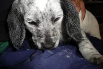 Orelie